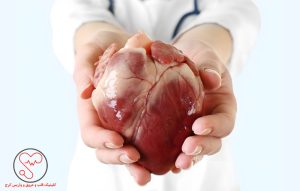 قلب انسان